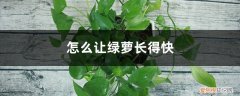怎么让绿萝长快点 怎么让绿萝长得快