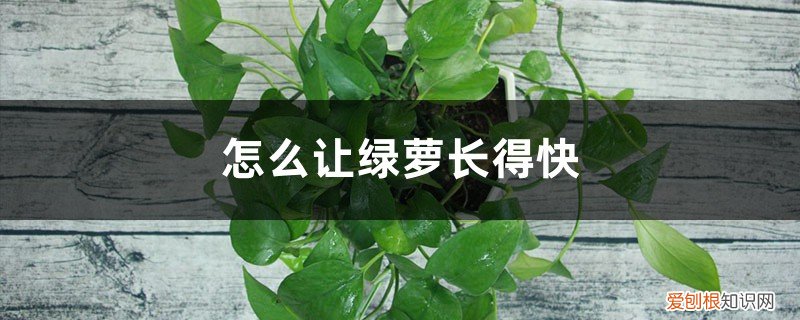 怎么让绿萝长快点 怎么让绿萝长得快