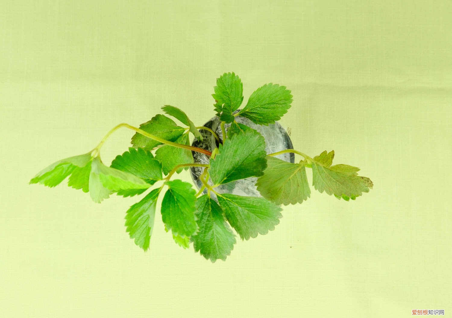 盆栽草莓的种植方法和技术视频 盆栽草莓的种植方法