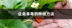 盆栽草莓的种植方法和技术视频 盆栽草莓的种植方法