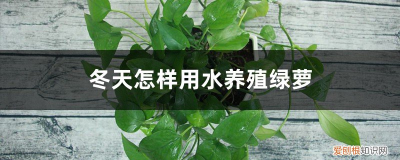 水养的绿萝能过冬吗 冬天怎样用水养殖绿萝