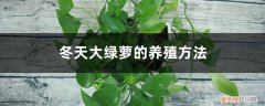 冬天大绿萝的养殖方法和技巧 冬天大绿萝的养殖方法