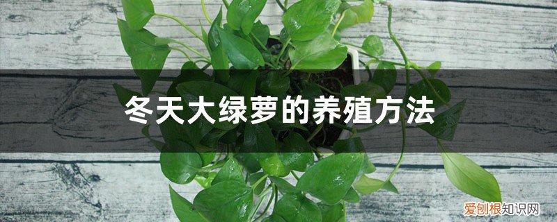 冬天大绿萝的养殖方法和技巧 冬天大绿萝的养殖方法
