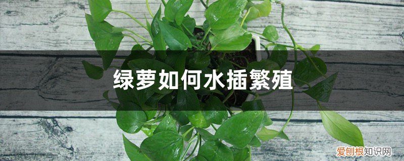 绿萝水插生根怎样移栽 绿萝如何水插繁殖
