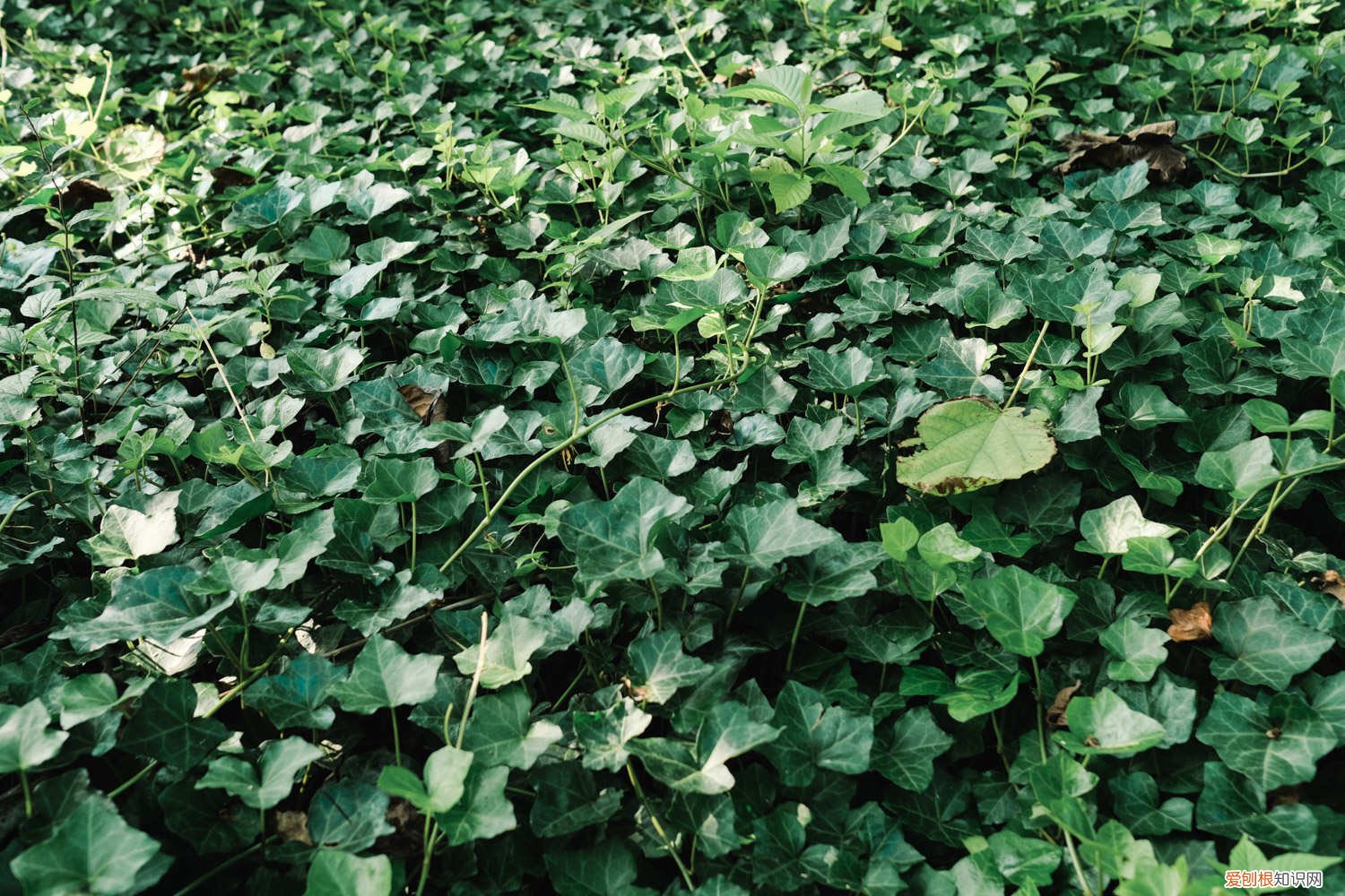 常春藤夏季养护 常春藤夏季怎么养