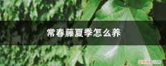 常春藤夏季养护 常春藤夏季怎么养