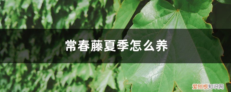 常春藤夏季养护 常春藤夏季怎么养
