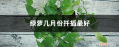 绿萝几月份扦插最好养 绿萝几月份扦插最好
