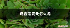 观音莲冬天怎么养才能安全过冬? 观音莲夏天怎么养