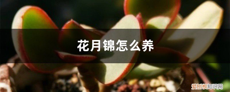 多肉花月锦怎么养 花月锦怎么养