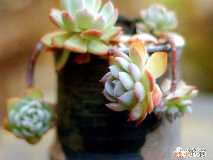 盆栽花卉养护方法，50种常见花卉的养护方法，从此养花不发愁！