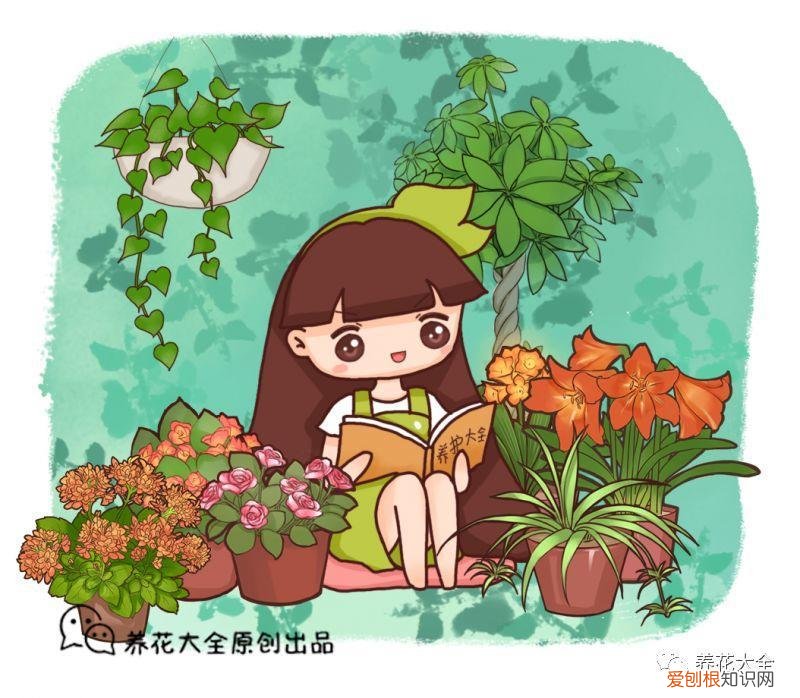 盆栽花卉养护方法，50种常见花卉的养护方法，从此养花不发愁！