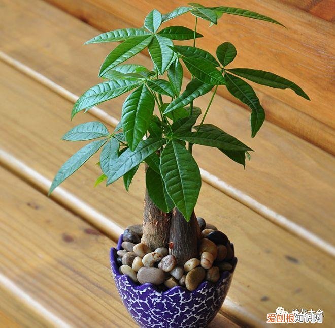盆栽花卉养护方法，50种常见花卉的养护方法，从此养花不发愁！