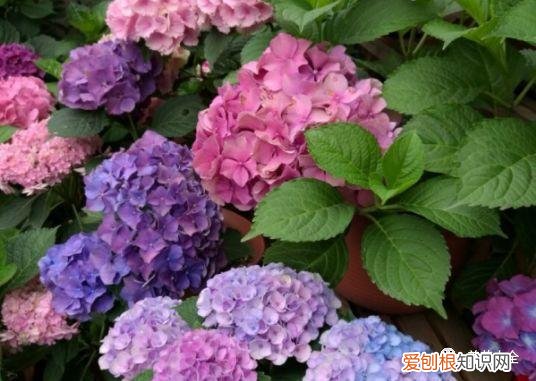 盆栽花卉养护方法，50种常见花卉的养护方法，从此养花不发愁！