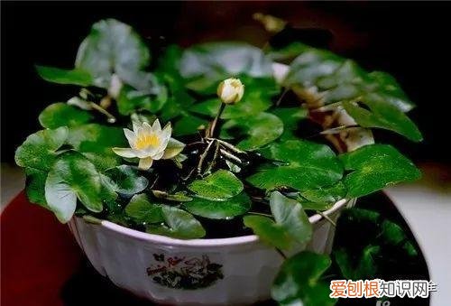 盆栽花卉养护方法，50种常见花卉的养护方法，从此养花不发愁！