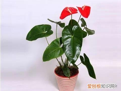 盆栽花卉养护方法，50种常见花卉的养护方法，从此养花不发愁！