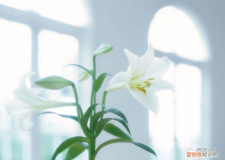 盆栽花卉养护方法，50种常见花卉的养护方法，从此养花不发愁！