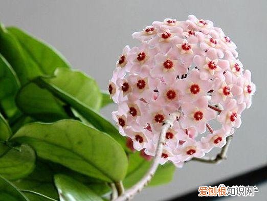 盆栽花卉养护方法，50种常见花卉的养护方法，从此养花不发愁！