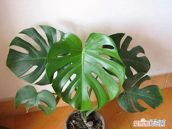 盆栽花卉养护方法，50种常见花卉的养护方法，从此养花不发愁！