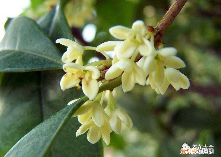 盆栽花卉养护方法，50种常见花卉的养护方法，从此养花不发愁！