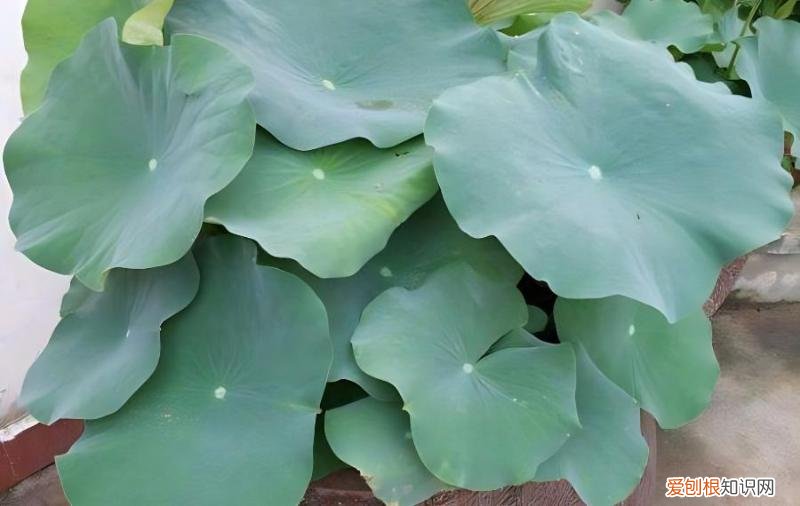 缸栽荷花如何过冬,水缸养荷花冬天怎么办