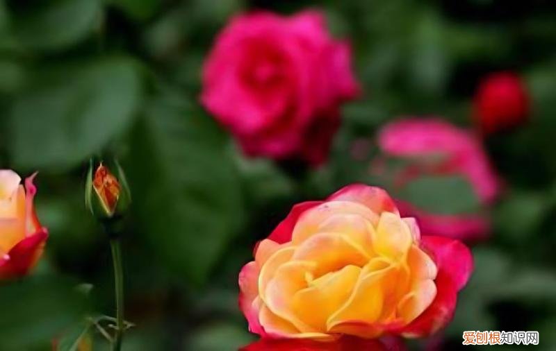冬季正在开花的月季怎么养护，月季花什么时候落叶冬天怎么过冬