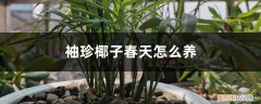 袖珍椰子春季养护 袖珍椰子春天怎么养
