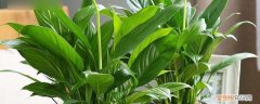 家庭室内适合养什么植物 家庭室内植物怎么养
