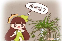 哪种花可以减肥 这4种花最“败家”，一年能吃5斤土，胖的都要养不起了！