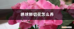 绣球鲜切花怎么养护 绣球鲜切花怎么养