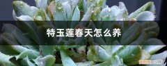 特玉莲夏天怎么养 特玉莲春天怎么养