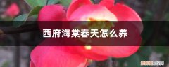西府海棠春天怎么养护 西府海棠春天怎么养