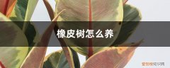 花叶橡皮树怎么养 橡皮树怎么养