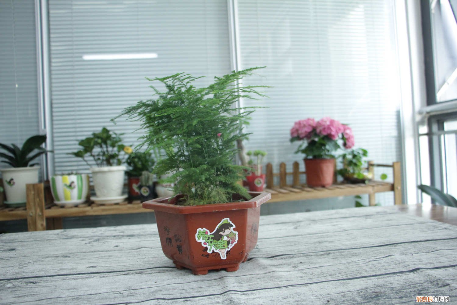 给文竹喂片“药”，新芽蹭蹭长，60天毛茸茸叶片长满盆！