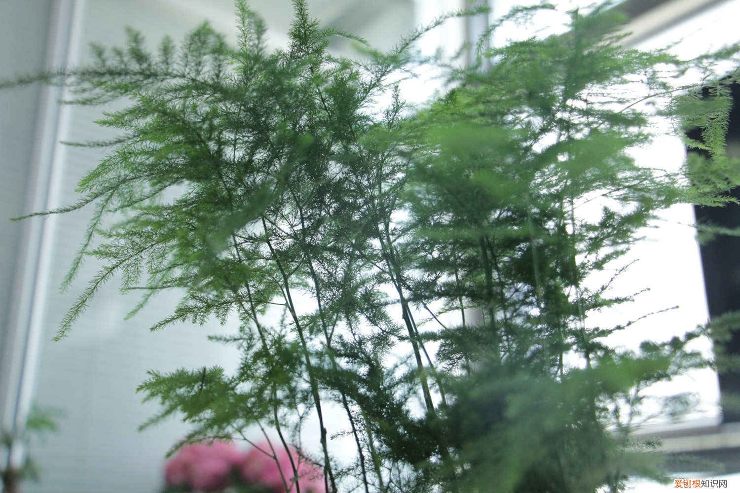 给文竹喂片“药”，新芽蹭蹭长，60天毛茸茸叶片长满盆！