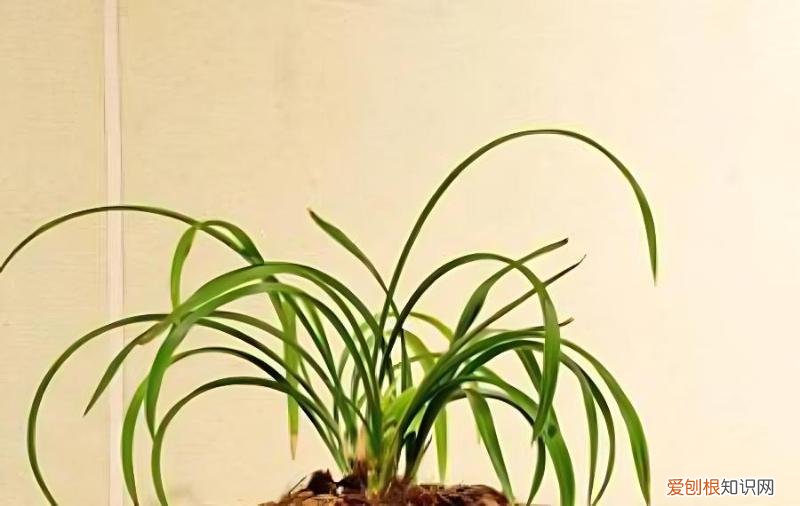 兰花叶片有哪些类别，如何区分，兰花叶片有哪些类别,如何区分好坏