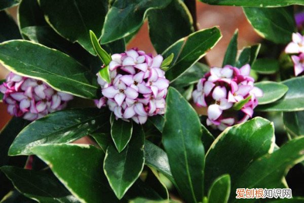 花盆里的花香 家里异味浓，摆盆“夺香花”在房间，味道香更持久！