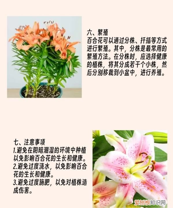 百合花要怎么种植，百合花的种植方法和时间