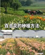 百合花要怎么种植，百合花的种植方法和时间