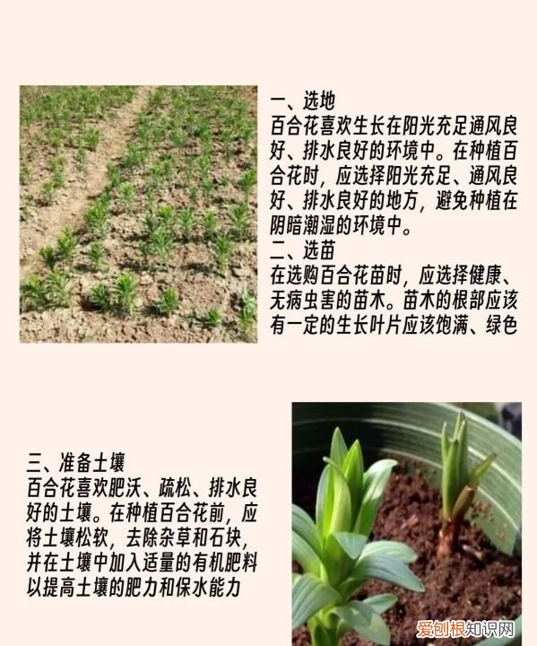百合花要怎么种植，百合花的种植方法和时间