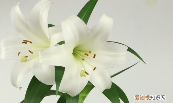 百合花要怎么种植，百合花的种植方法和时间