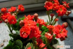 长寿花的花可以泡水喝吗 长寿花爱喝这种“水”，5天来一杯，盆盆枝头开花收不住！