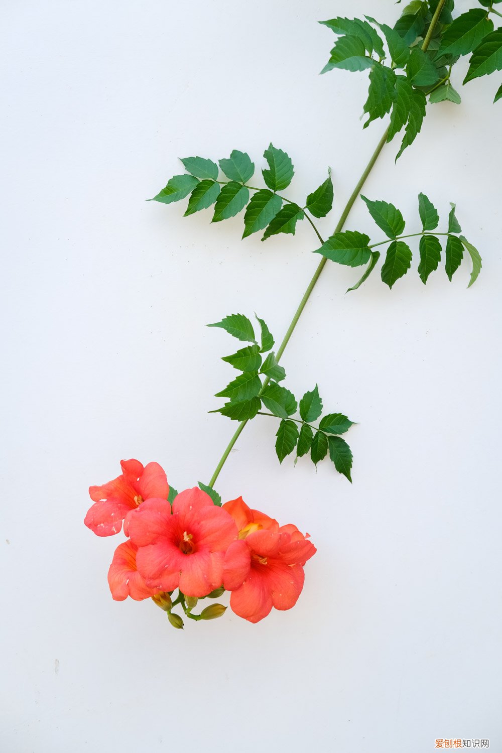 凌霄怎样养才能开花多 凌霄花春天怎么养
