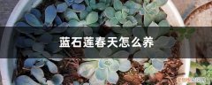 蓝石莲用什么盆栽合适 蓝石莲春天怎么养