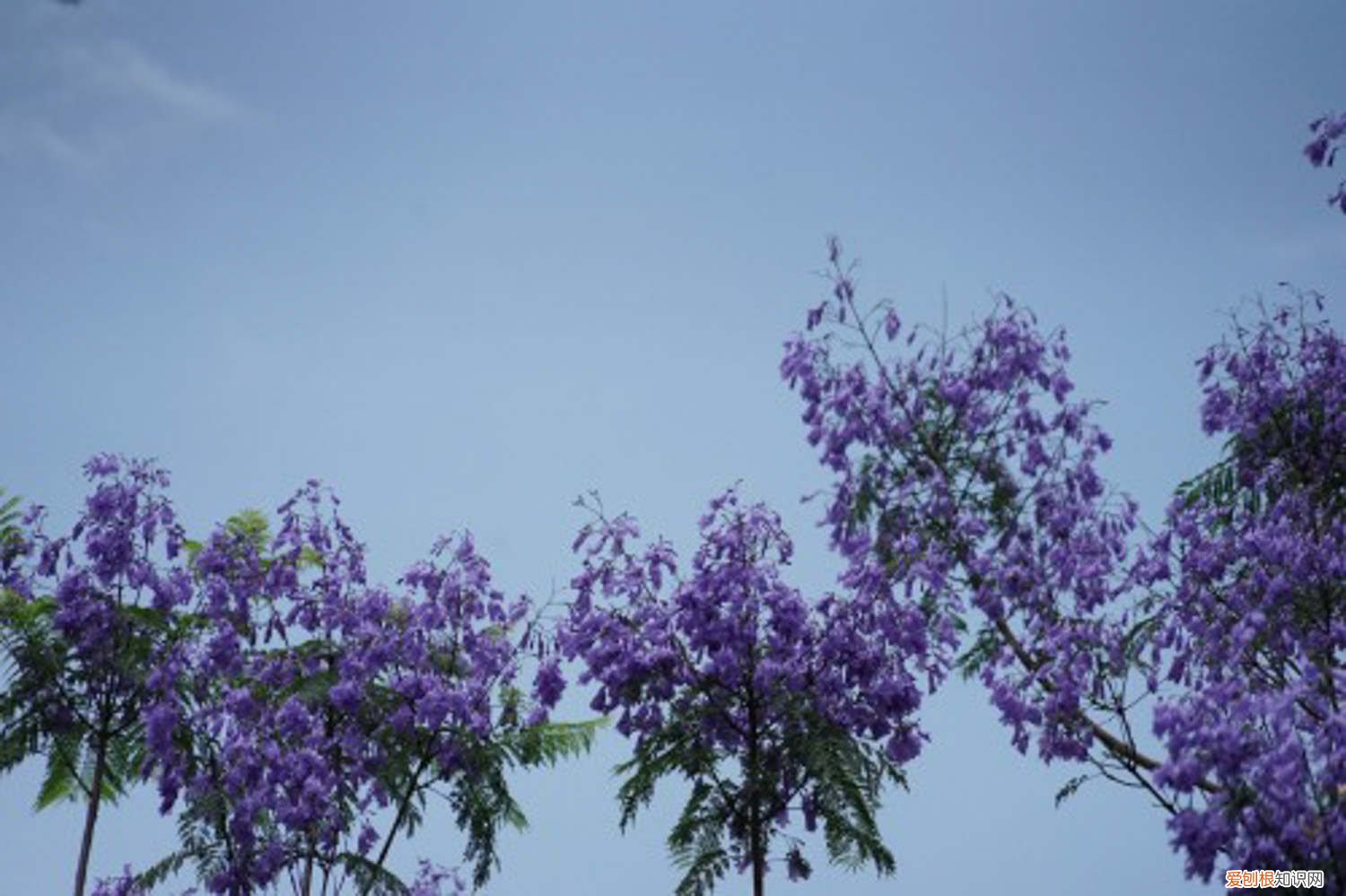 蓝花楹的栽培与养护技术 蓝花楹春天怎么养