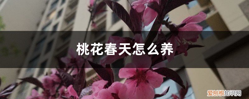 桃花怎么养才开得好 桃花春天怎么养
