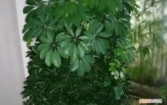 鹅掌柴出现叶尖黄叶斑点还落叶子是什么原因？，鹅掌柴叶子背面长斑