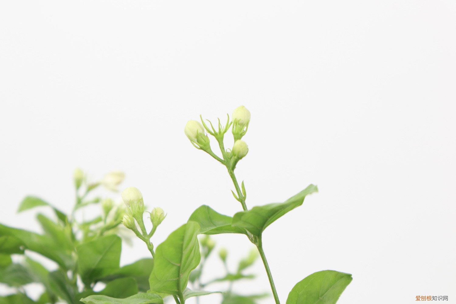 茉莉花春天如何养 茉莉花春天怎么养