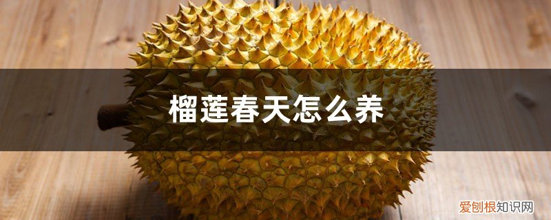 榴莲春天怎么养殖 榴莲春天怎么养