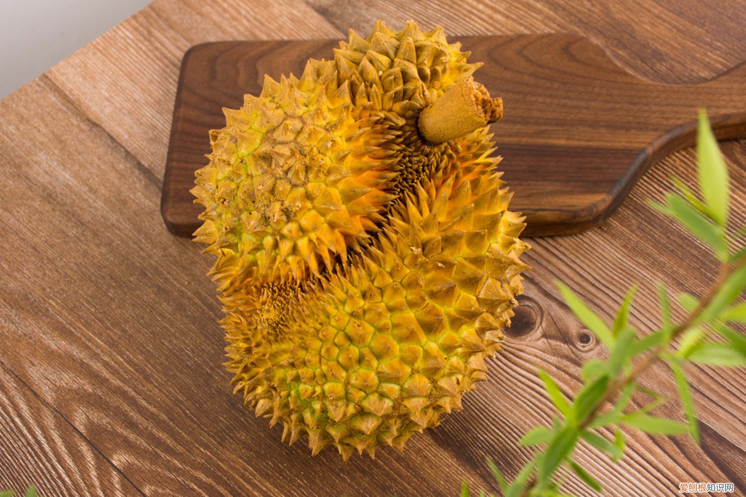 榴莲春天怎么养殖 榴莲春天怎么养
